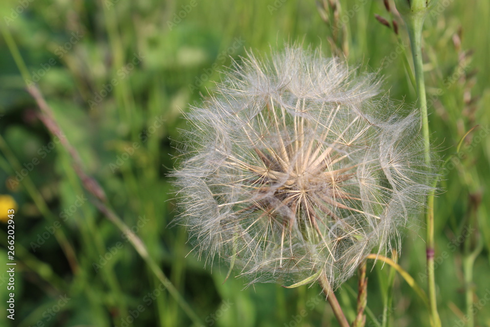 dandelion on background of green grass