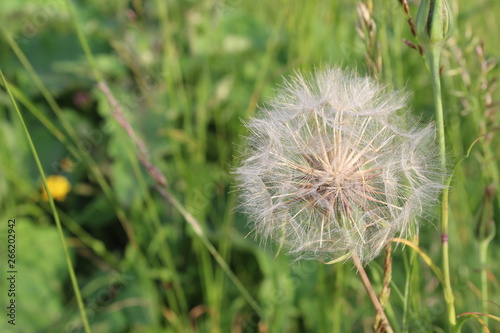 dandelion on background of green grass