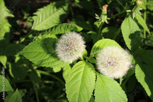 dandelions on background of green leaves