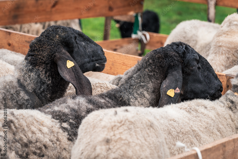 Naklejka premium Sheeps with black head in a wooden corral