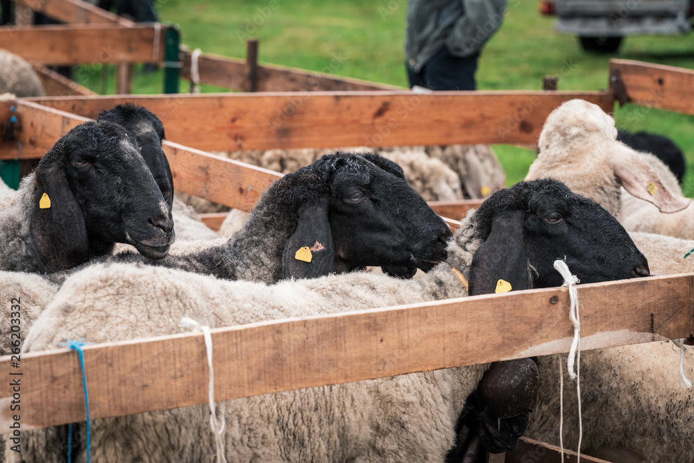 Obraz premium Sheeps with black head in a wooden corral