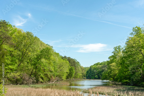 Pond in the forest