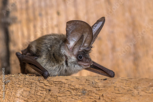 Obraz na płótnie Grey long eared bat
