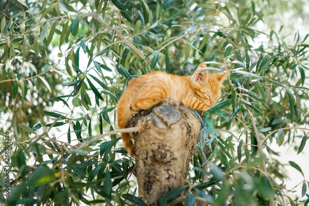 small kitten sleeping in olive tree