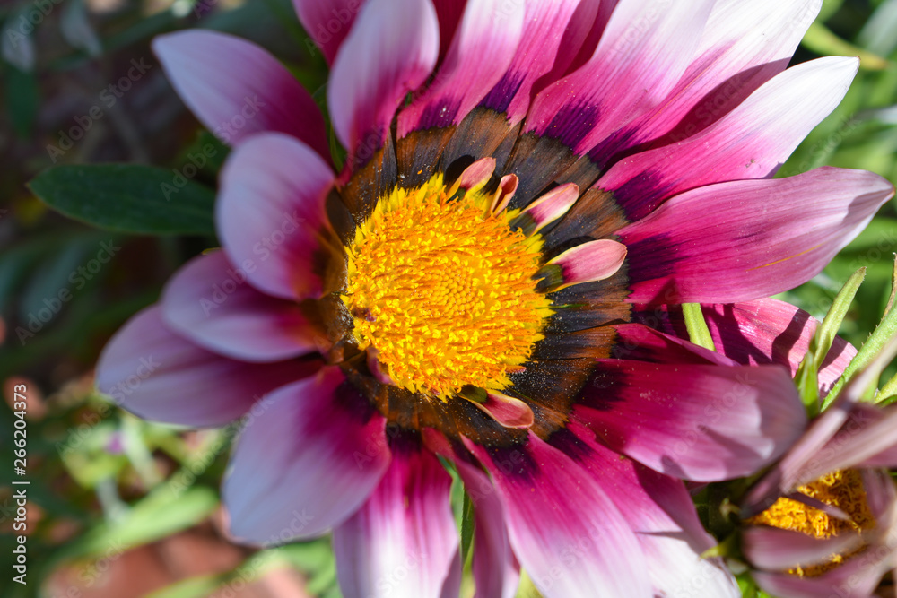 Obraz premium beautiful flowers. spring and summer background