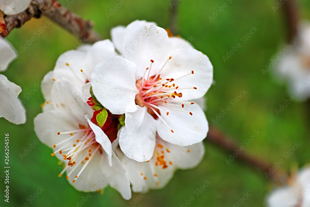 Closeup view of blossoming apricot tree on sunny day outdoors Closeup view of blossoming apricot tree on sunny day outdoors