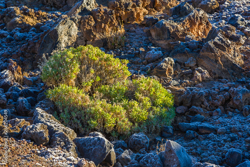 Vegetation in Teide National Park at 1500-2500 m