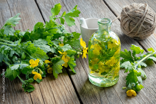 A bottle of tetterwort tincture or oil and fresh Chelidonium majus plant. photo