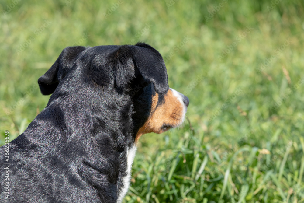 Appenzeller mountain dog sitting in the grass outdoors Appenzeller mountain dog sitting in the grass outdoors