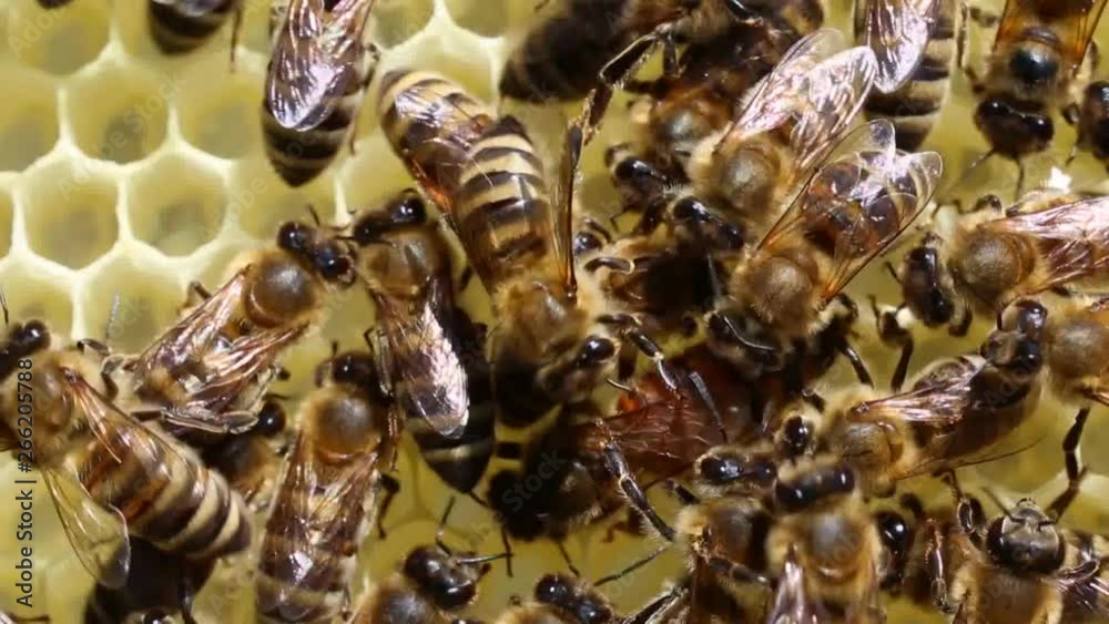 Beginning of work of the young queen bee. Bees stimulate the young queen bee to lay eggs. Beginning of work of the young queen bee. Bees stimulate the young queen bee to lay eggs.