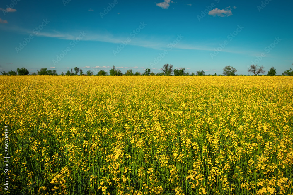 Obraz premium Yellow field rapeseed in bloom. Wide angle view of a beautiful field of bright canola in front of a forest