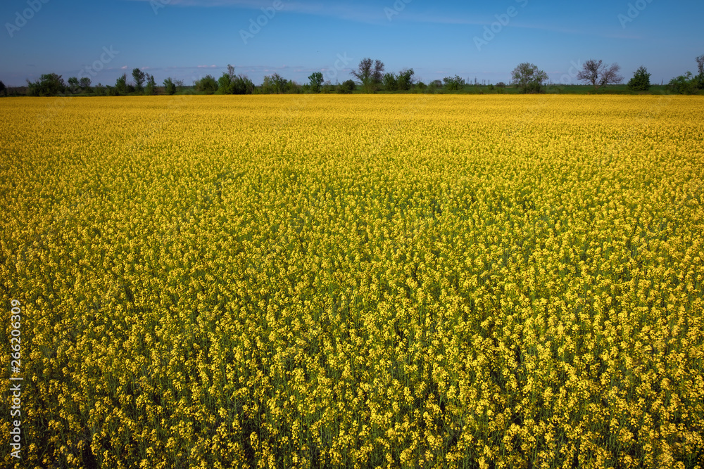 Fototapeta premium Yellow field rapeseed in bloom. Wide angle view of a beautiful field of bright canola in front of a forest