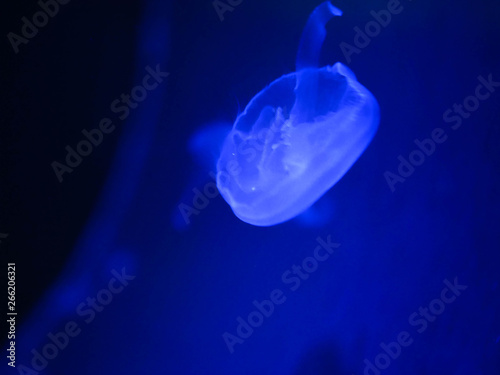 transparent air jellyfish 