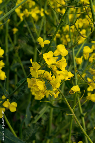 Fototapeta Naklejka Na Ścianę i Meble -  yellow flowers on background of green grass