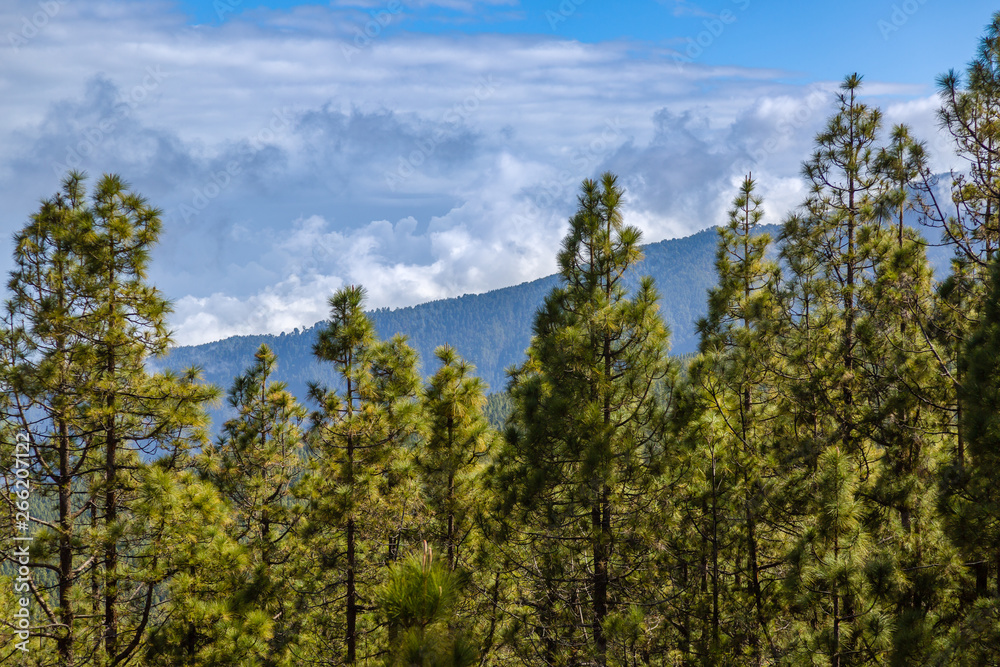 Vegetation in Teide National Park at 1500-2500 m