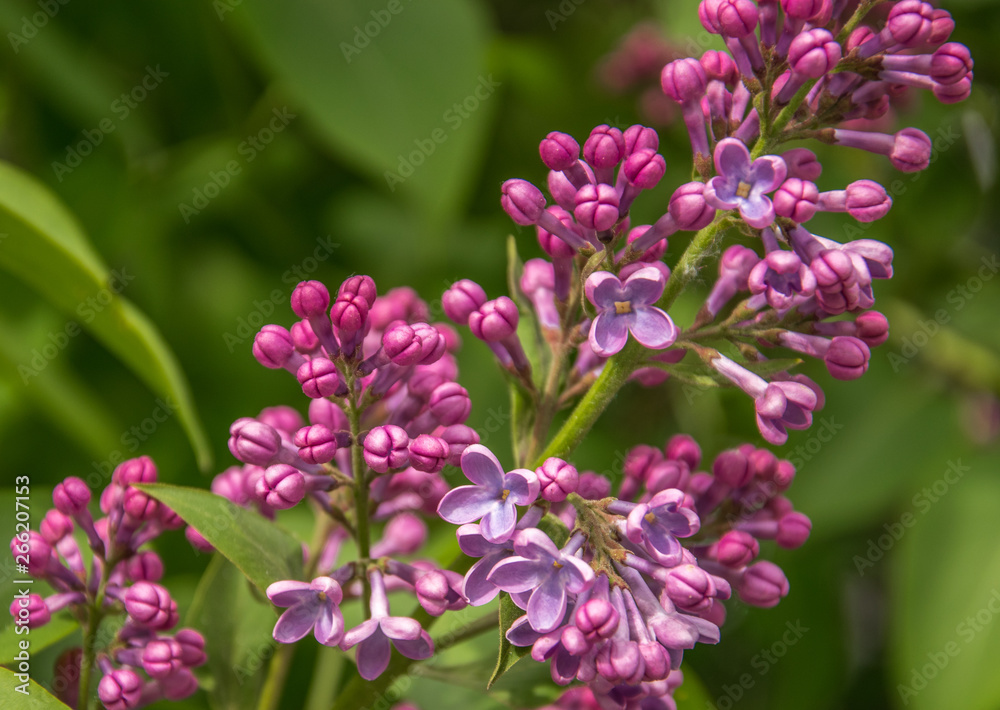 Branch of blossoming lilac at spring sunny day. Branch of blossoming lilac at spring sunny day.