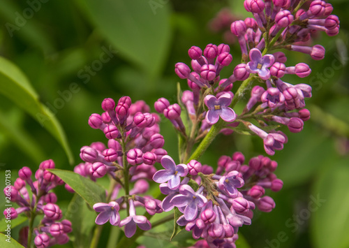 Branch of blossoming lilac at spring sunny day.