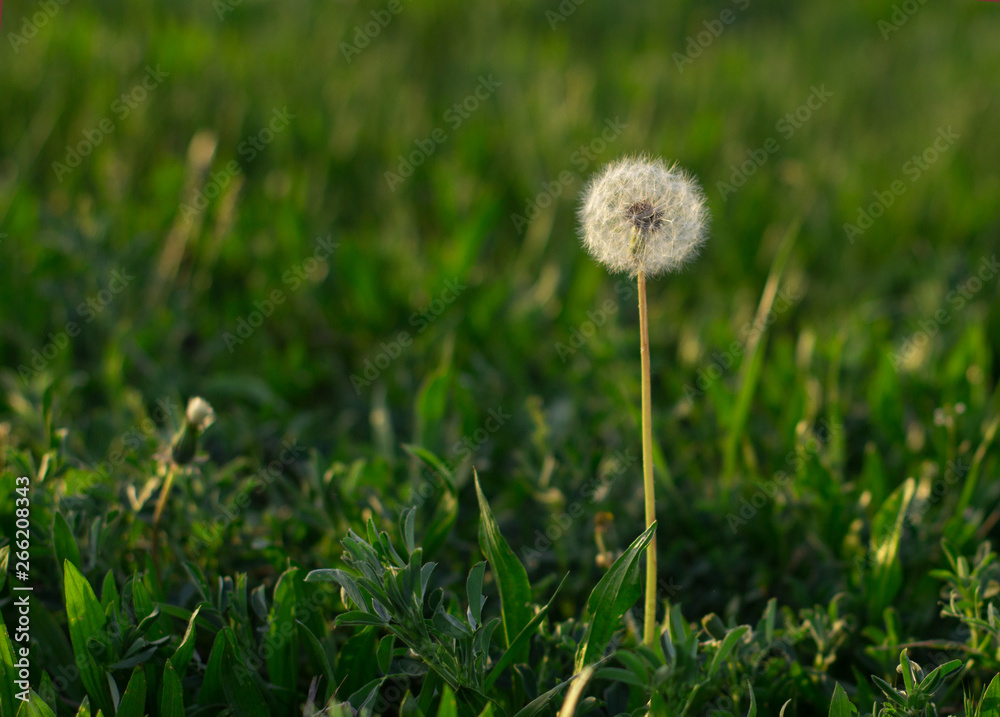 Dandelion on the field. Juicy green grass and dandelion