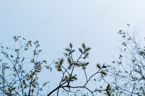 Blooming willow in the park, against the background of the spring blue sky.