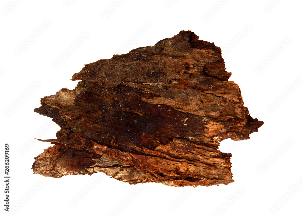 A piece of dry tree bark on an isolated white background. Wooden texture.