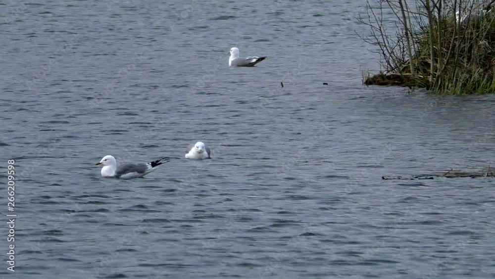 Seagulls swim in the water during the mating season. Wild birds in their natural environment. Seagulls swim in the water during the mating season. Wild birds in their natural environment.