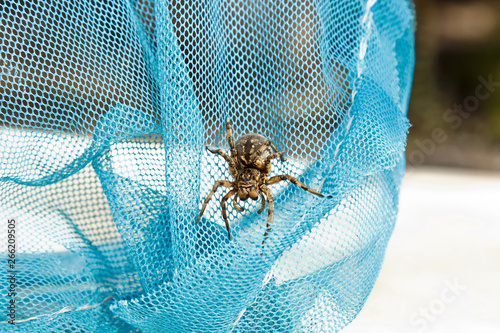 A big ugly jumping spider tarantula is sitting on a net. adult hairy wolf spider crawling close up macro photo