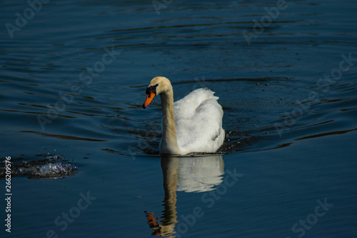 swan on lake