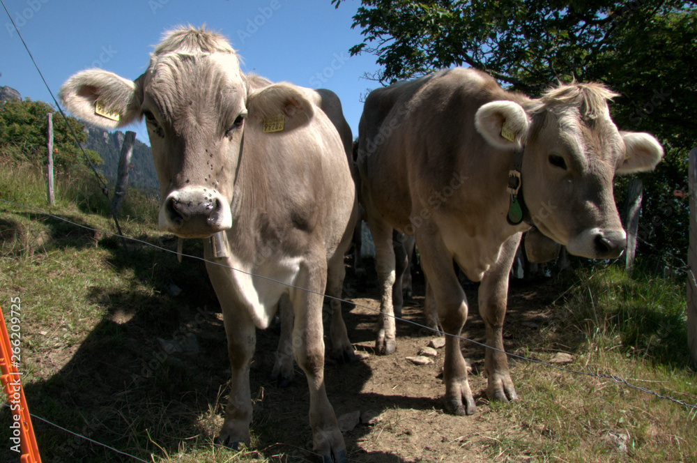 Swiss Brown Cows on the Gonzen, Swiss Alps Swiss Brown Cows on the Gonzen, Swiss Alps