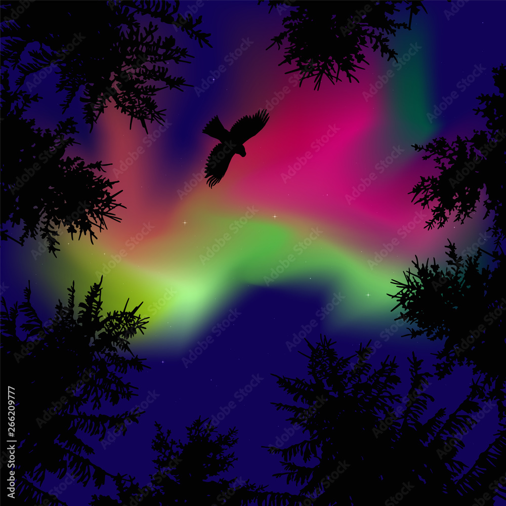 Silhouette of coniferous trees on the background of colorful sky.  Eagle in the sky.  Pink and green northern lights.   View from below.