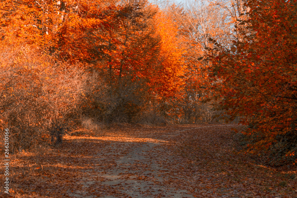autumn tree forest
