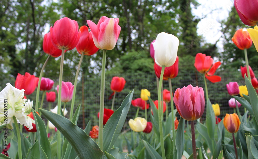 Campo di tulipani colorati Campo di tulipani colorati