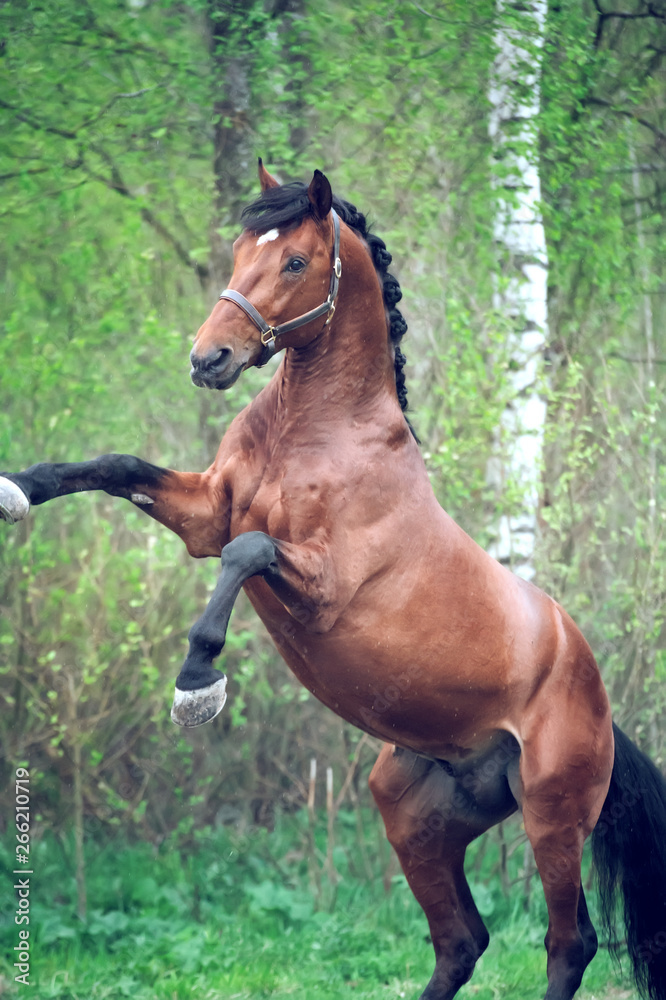 Fototapeta premium playing and rearing bay Oldenburg stallion. raining