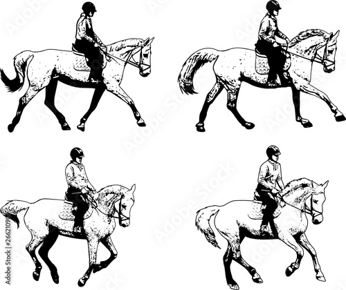 riding horses collection - sketch