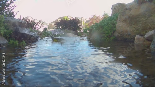 A MacGillivray's warbler splashing and playing in a creek - panning photo