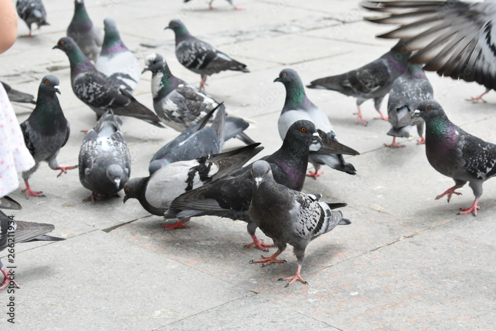 Fototapeta premium pigeons eating forage. Birds Background
