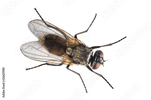 House fly on white background