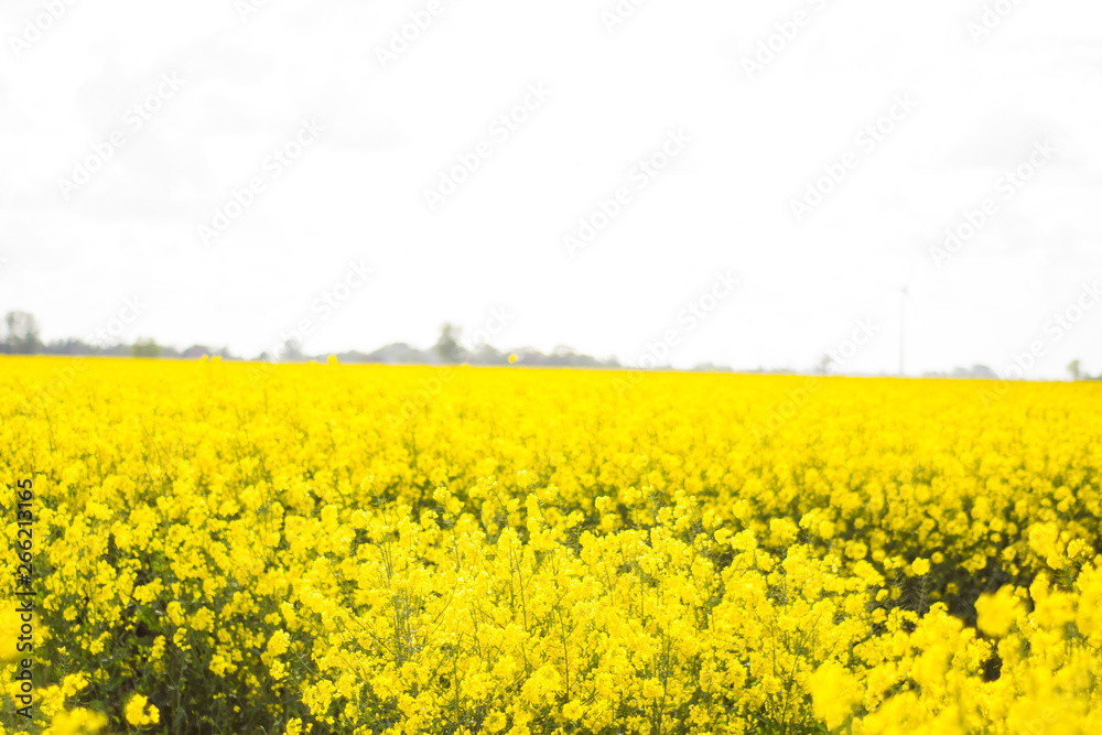 Obraz premium yellow field of oilseed rape