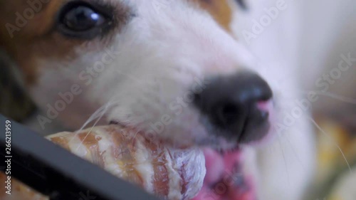 Dog chews on a bone, animal trachea photo