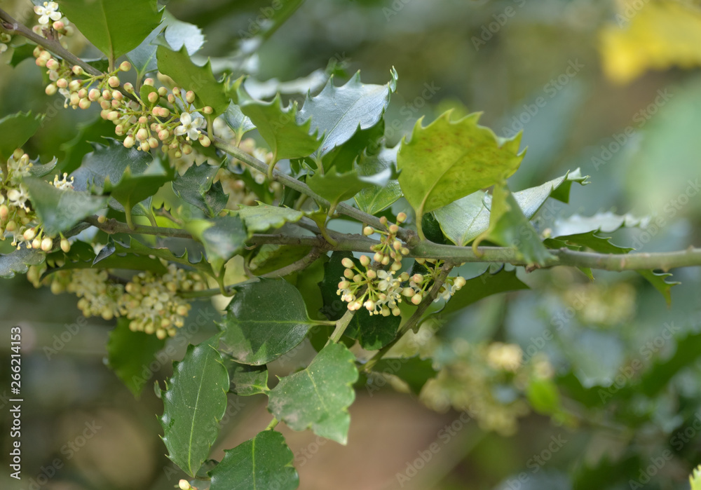 Holly (Ilex Aquifolium) Ever Green. Holly (Ilex Aquifolium) Ever Green.