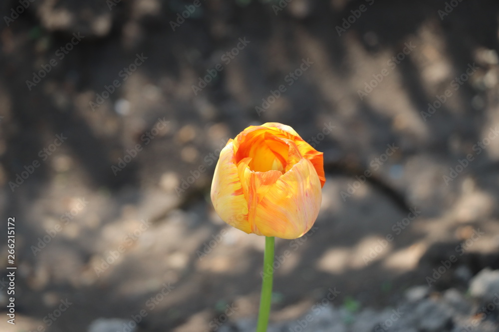 A single beautiful yellow rose in the garden A single beautiful yellow rose in the garden