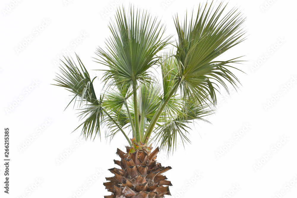 coconut Palm tree. beautiful background coconut Palm tree. beautiful background