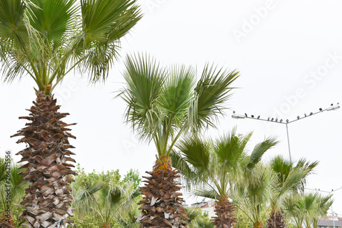 coconut Palm tree. beautiful background © Bigy