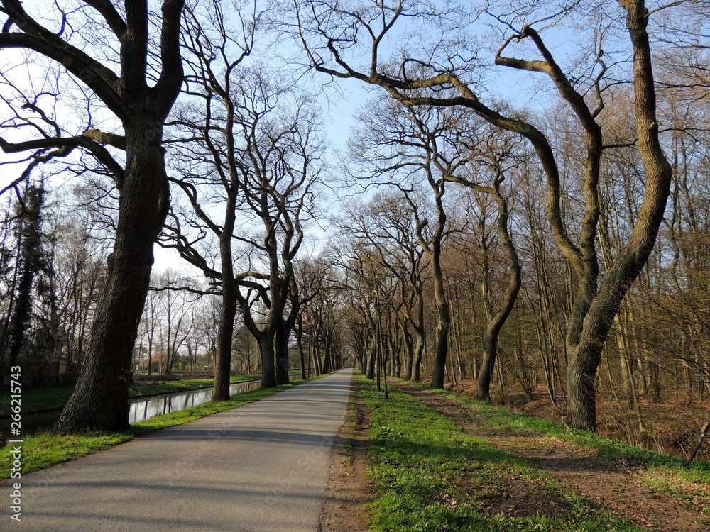 Alley of curved trees in park in early spring Alley of curved trees in park in early spring