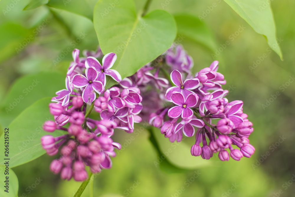 Lilac flowers on a tree branch. Blooming trees in spring.