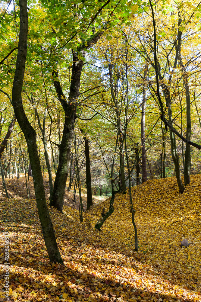 Fototapeta premium trees in the autumn season