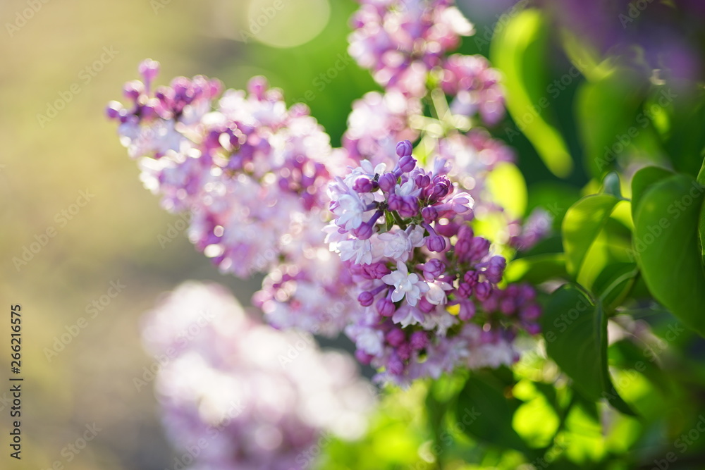 Lilac tree bloom natural background. Soft selective focus. Full frame. Lilac tree bloom natural background. Soft selective focus. Full frame.