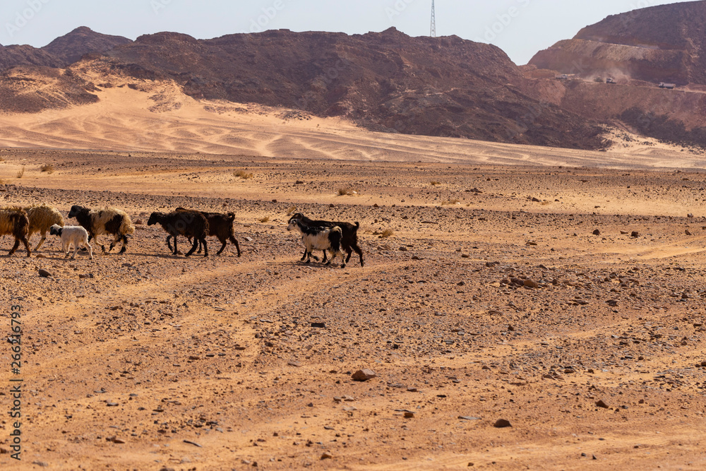 A herd of sheep and goats in the desert of the Sinai Peninsula. Animals living in extreme conditions. Egypt. 