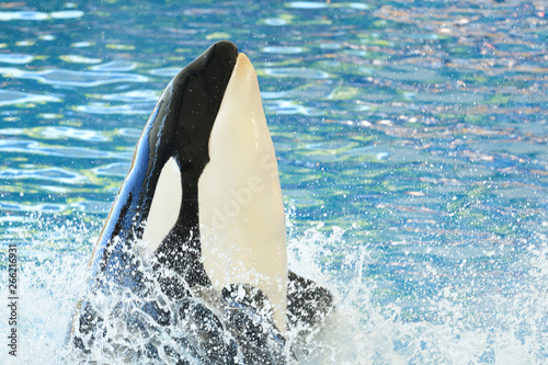 Fototapeta Close up of a killer whale (orcinus orca) performing in a whale show