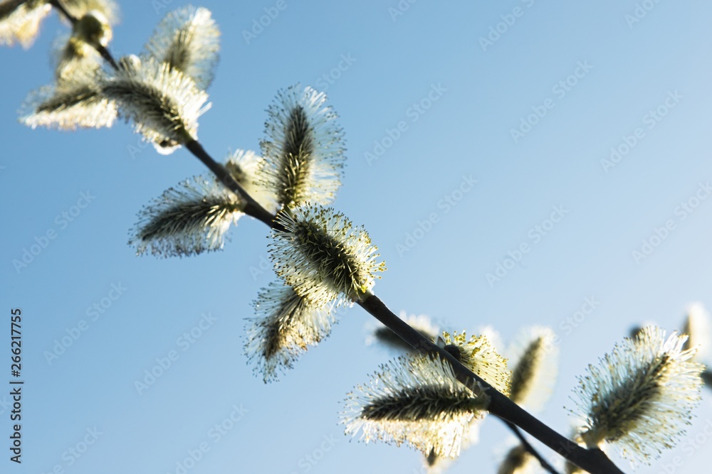 Spring leaves on a twig of apple tree. Spring leaves on a twig of apple tree.