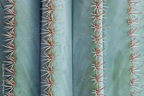 close up of big thorns on green cactus plant